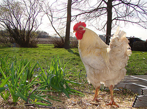 Gold Star Chicken