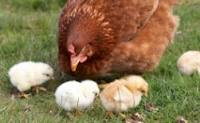 Red Star Hen with 2 males and 2 females